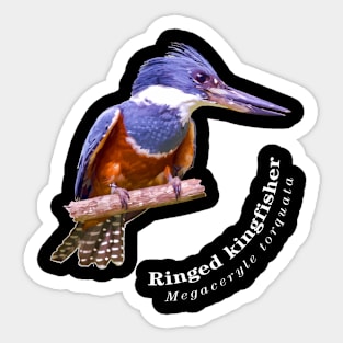 Ringed kingfisher tropical bird pin white text Sticker